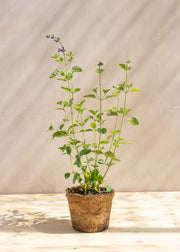 Hairy Pot Salvia greggii 'Salvito Violet', 1L