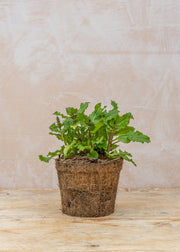 Hairy Pot Salvia nemorosa 'May Night', 1L