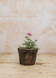 Hairy Pot Scabiosa columbaria 'Pink Mist', 1L