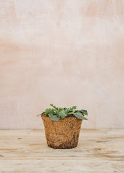 Hairy Pot Scabiosa columbaria 'Kudo White', 1L