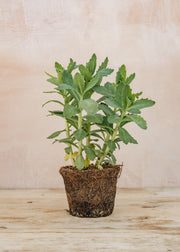Hairy Pot Sedum spectabile 'Autumn Joy', 1L