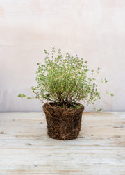 Hairy Pot Thyme 'Orange', 1L