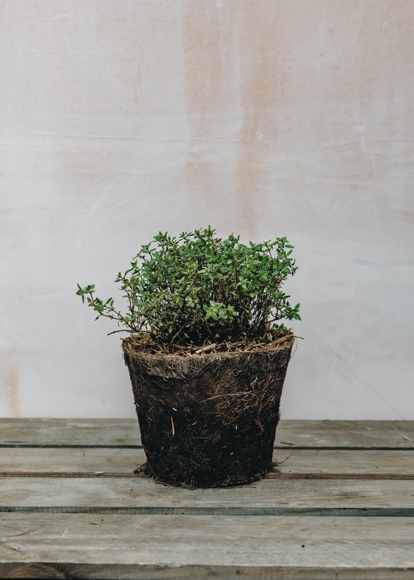 Hairy Pot Thymus Common