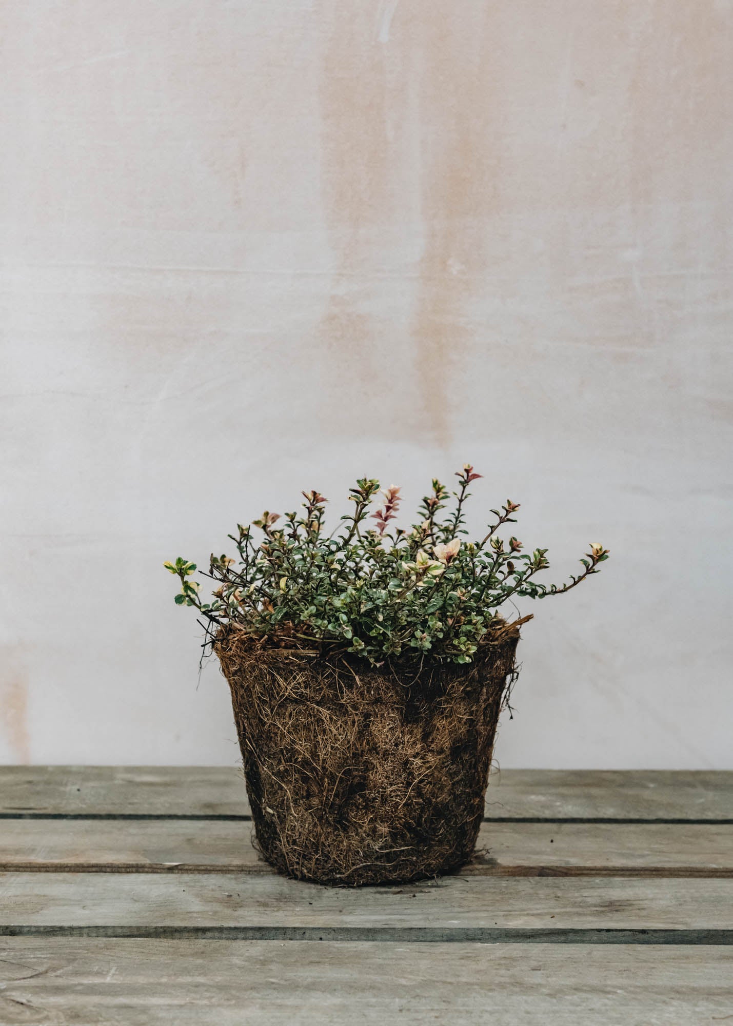 Hairy Pot Thymus Foxley