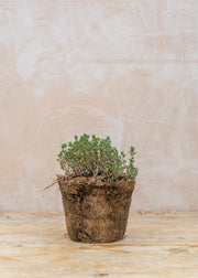 Olive Tree Thyme 'Italian Common', 1L