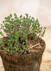 Hairy Pot Thyme 'Italian Common', 1L