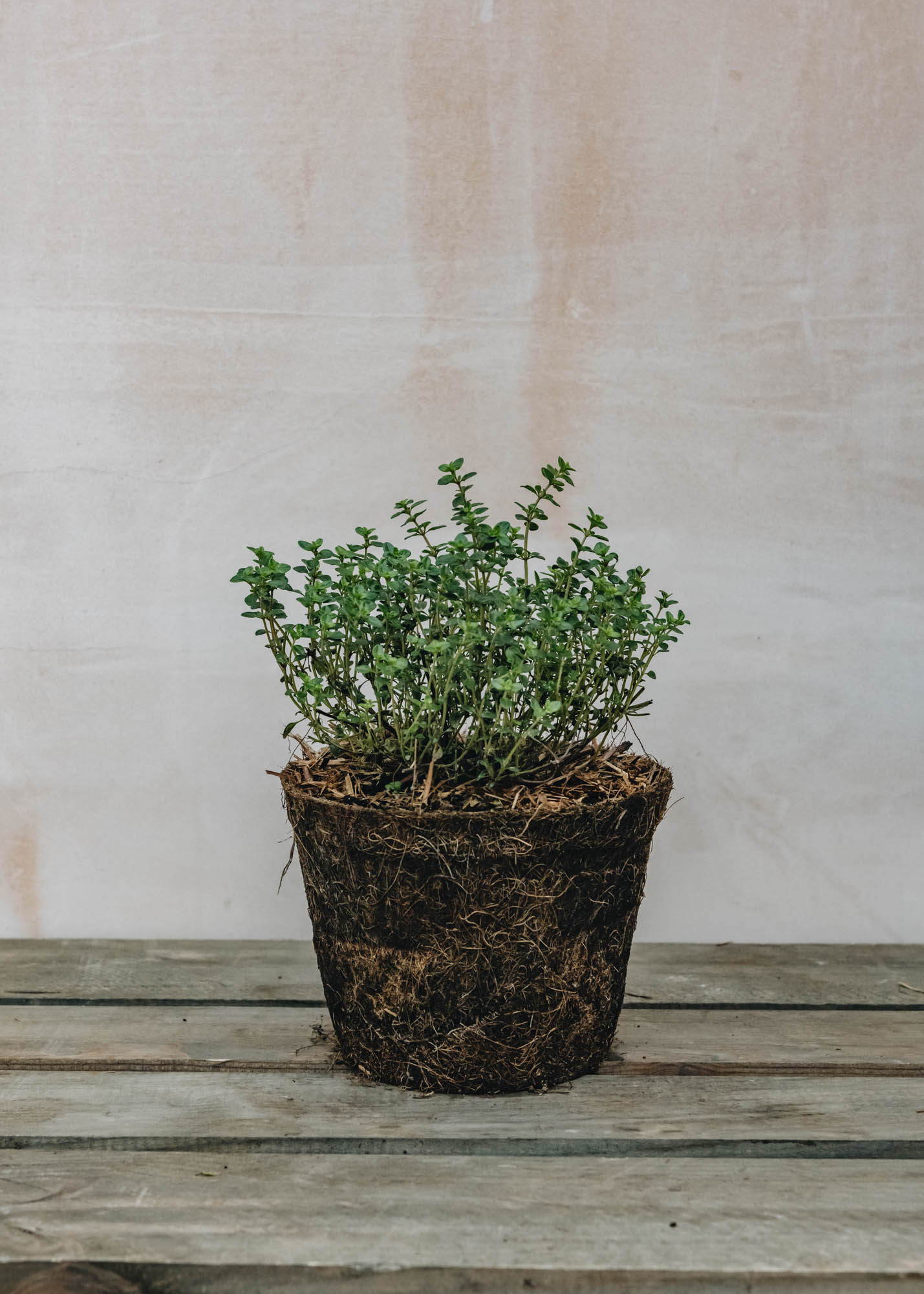 Hairy Pot Thymus Lemon