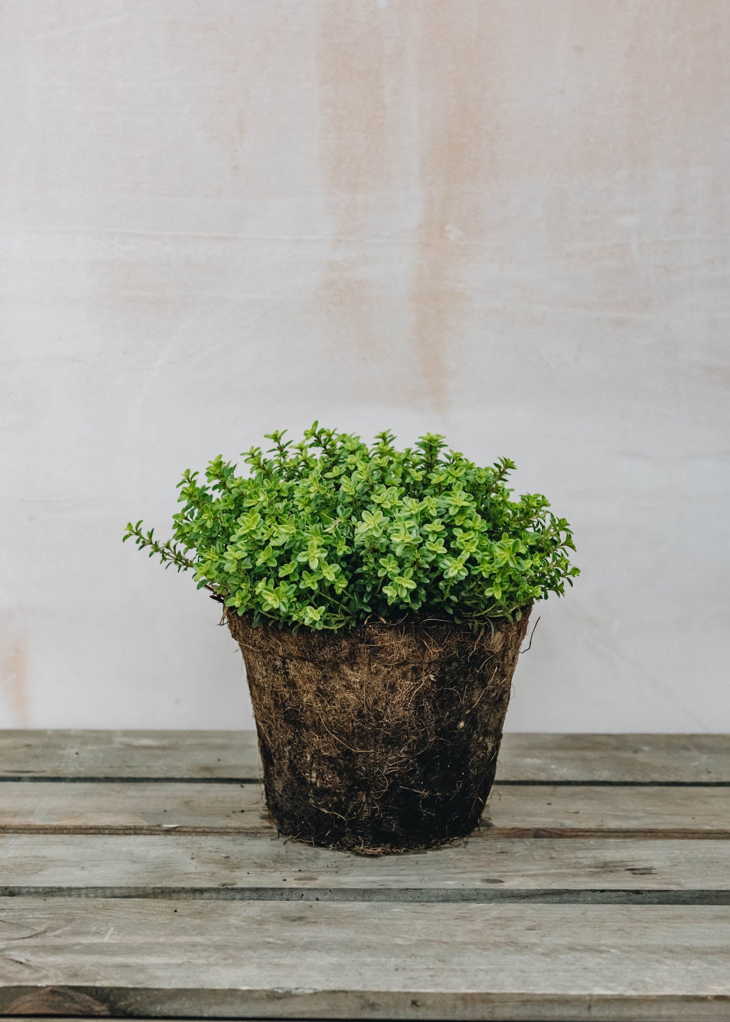 Hairy Pot Thymus Lemon Gold