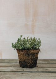 Hairy Pot Thymus Lemon Silver Queen