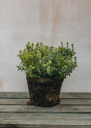 Hairy Pot Thymus Lemon Variegated