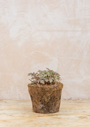 Hairy Pot Tiarella 'Pink Skyrocket', 1L