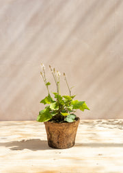 Hairy Pot Tiarella 'Wherryi' 1L