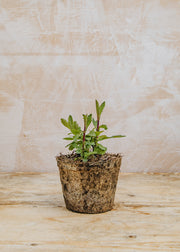 Hairy Pot Verbena Bonariensis, 1L