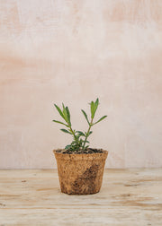 Hairy Pot Verbena bonariensis 'Lollipop', 1L