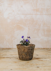 Memento Viola Labradorica, 1L