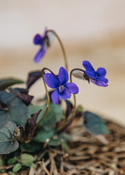 Hairy Pot Viola Labradorica, 1L