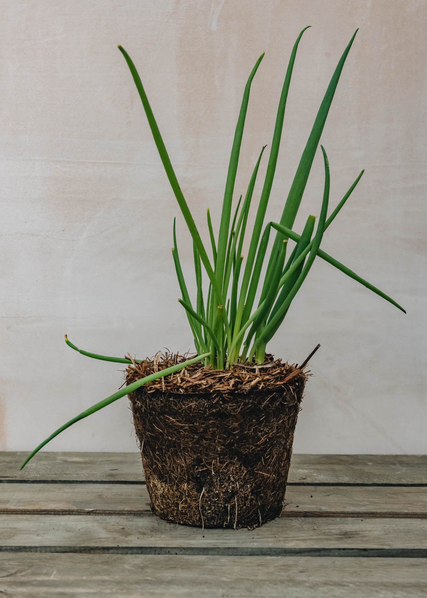 Welsh White Onion, 1L