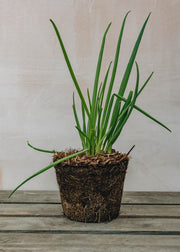 Welsh White Onion