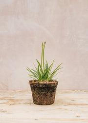 Hairy Pot Agapanthus 'Lapis Lazuli', 1L