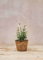 Hairy Pot Nemesia 'Wisley Vanilla', 1L