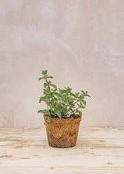 Hairy Pot Nepeta 'Walker's Low', 1L