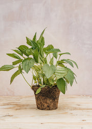 Hairy Pot Rudbeckia 'Goldsturm', 1L