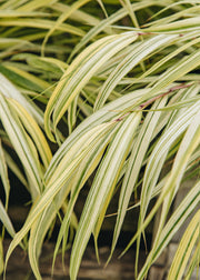 Hakonechloa macra 'Aureola', 5L