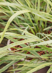 Hakonechloa Hakonechloa macra, 2/3L