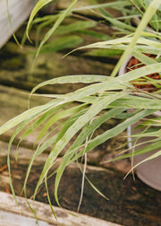 Hakonechloa Hakonechloa macra, 2/3L