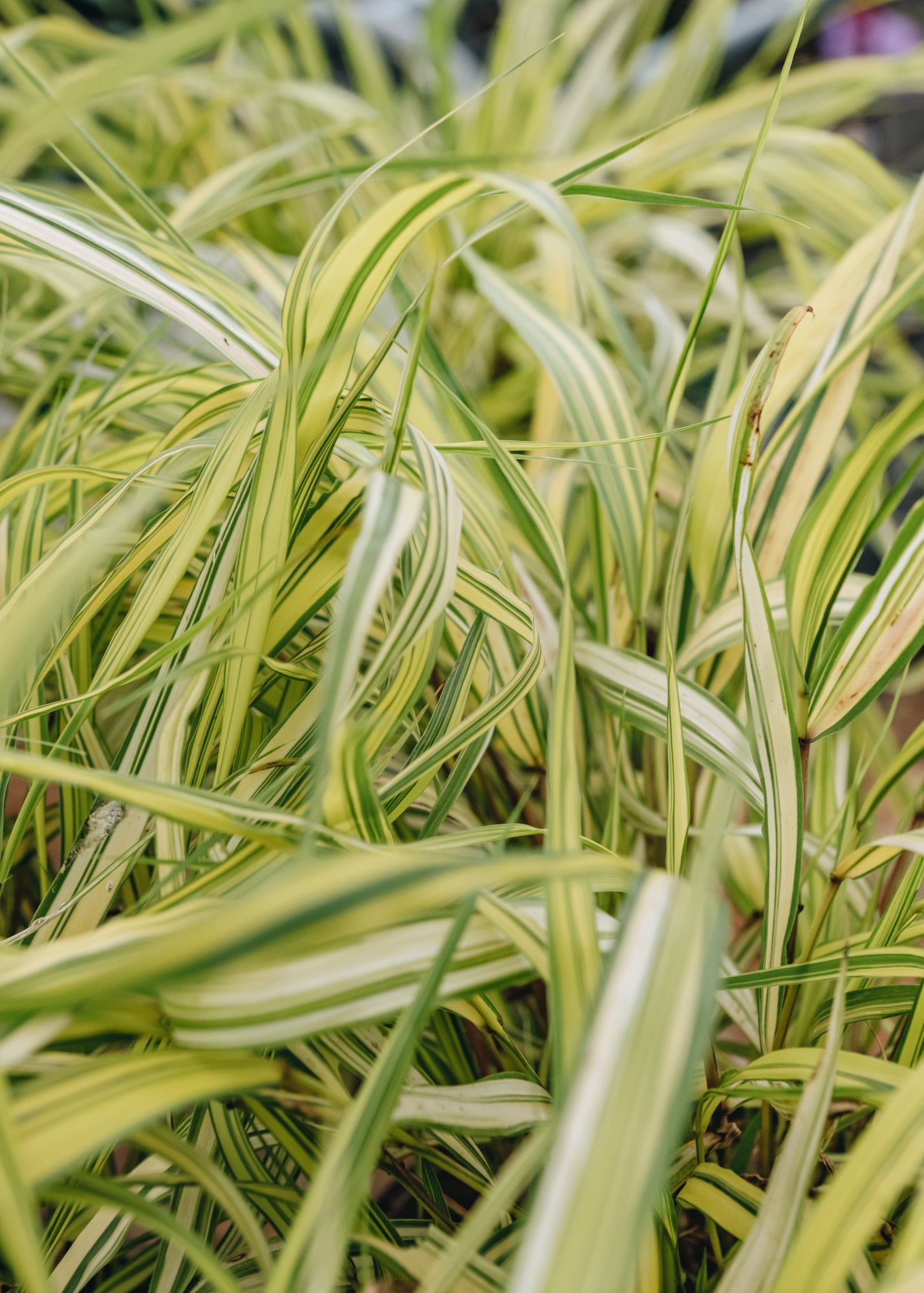 Hakonechloa Hakonechloa Aureola