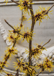 Hamamelis Mollis Jermyns Gold