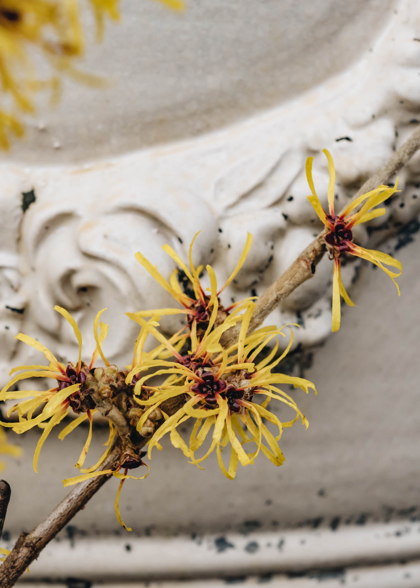 Hamamelis Hamamelis Mollis Jermyns Gold