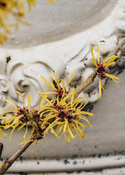 Hamamelis Hamamelis Mollis Jermyns Gold