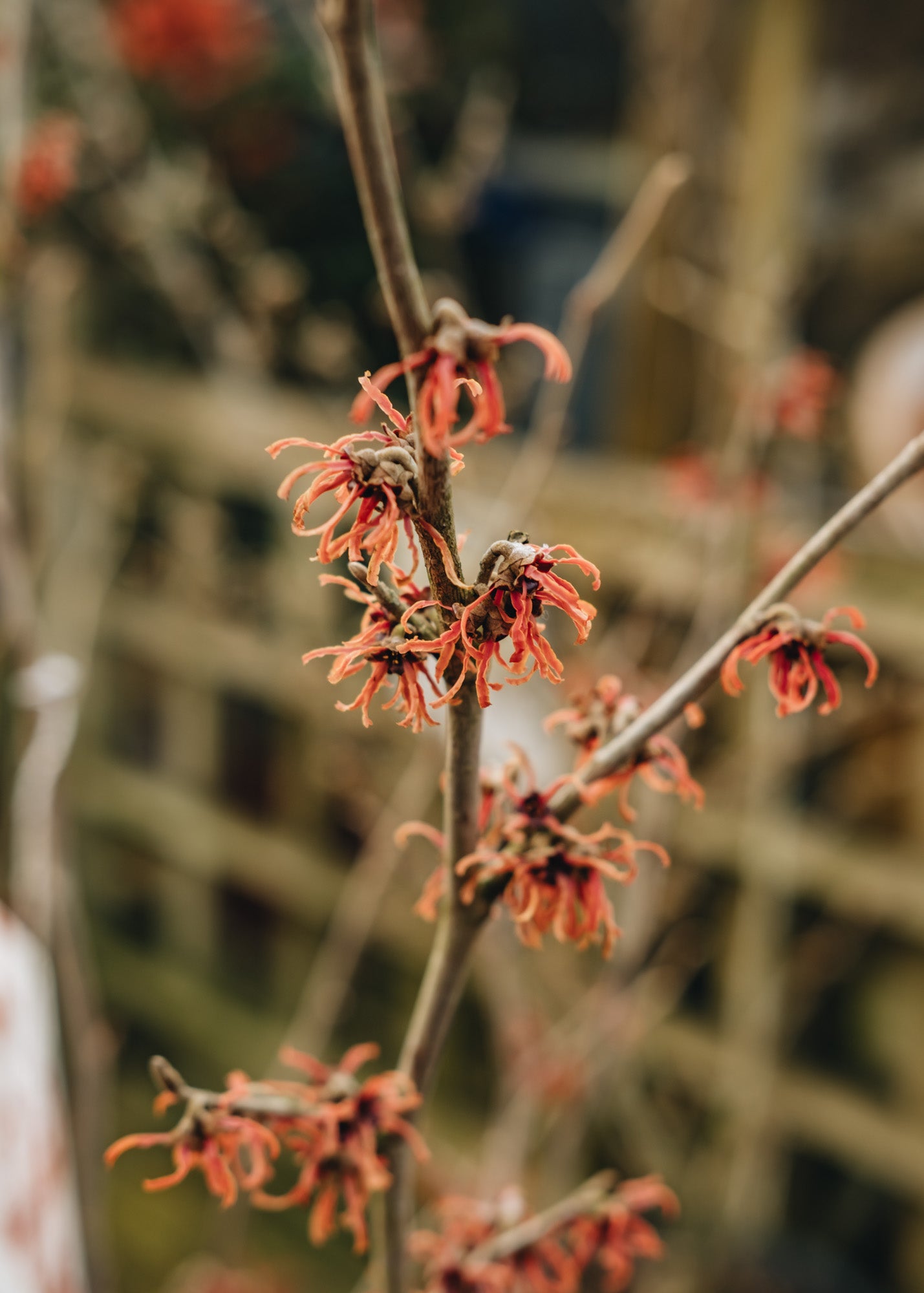 Hamamelis x intermedia Ruby Glow, 3L