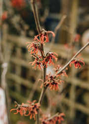 Hamamelis x intermedia Ruby Glow, 3L