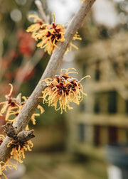 Pittosporum Hamamelis x intermedia Orange Beauty, 3L