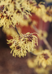 Hamamelis Hamamelis mollis Pallida, 3L