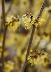 Hamamelis Hamamelis mollis Pallida, 3L