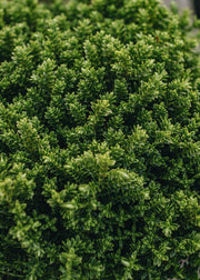 Hebe Hebe Green Globe 