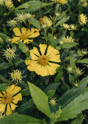 Helenium Lemon Sundae 3L