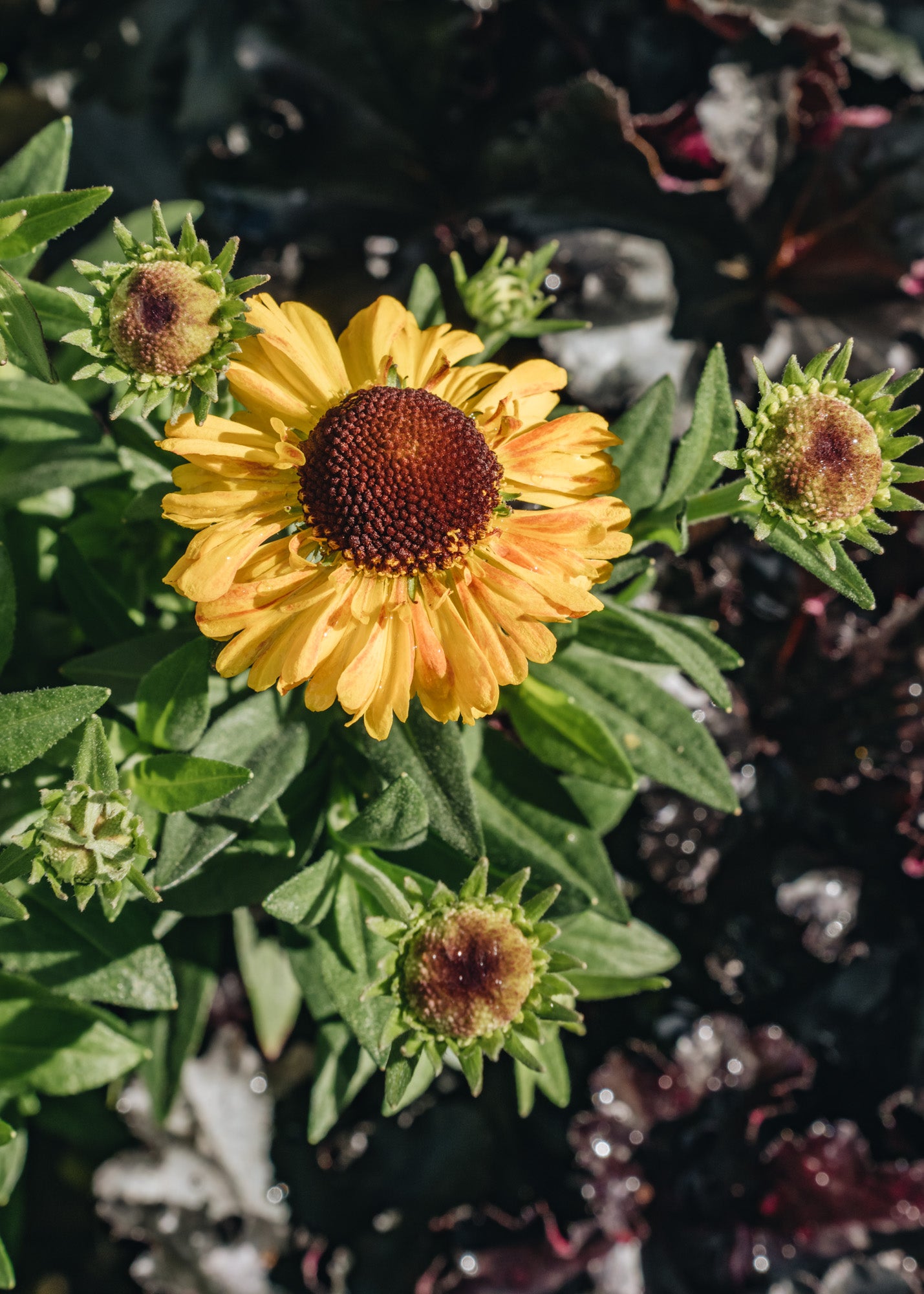 Helenium Sahins Early Flowerer