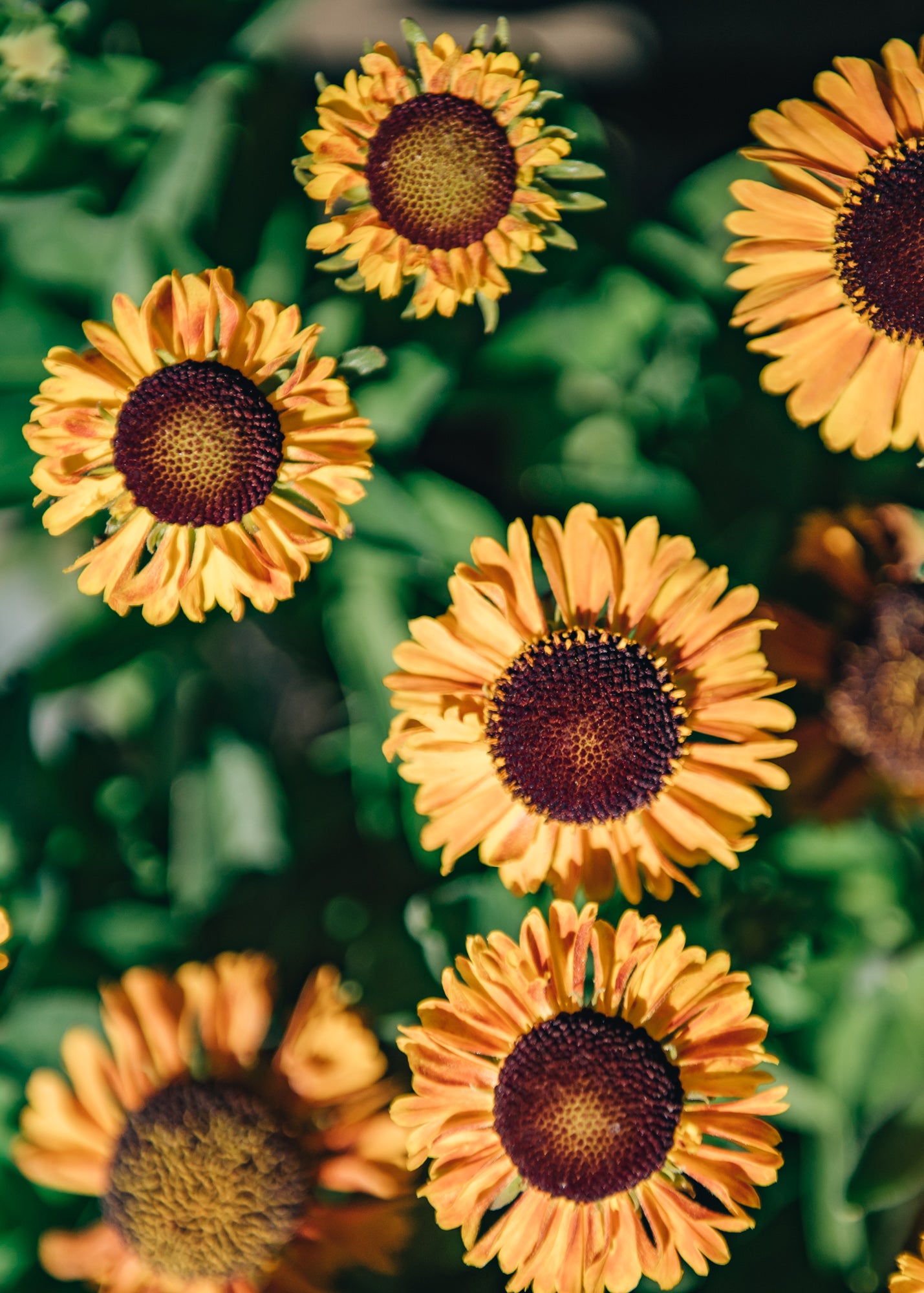 Helenium Short 'n' Sassy