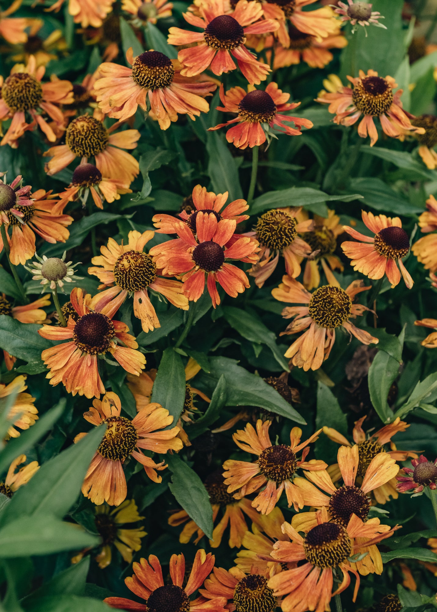 Helenium Strawberry Sundae, 2/3L