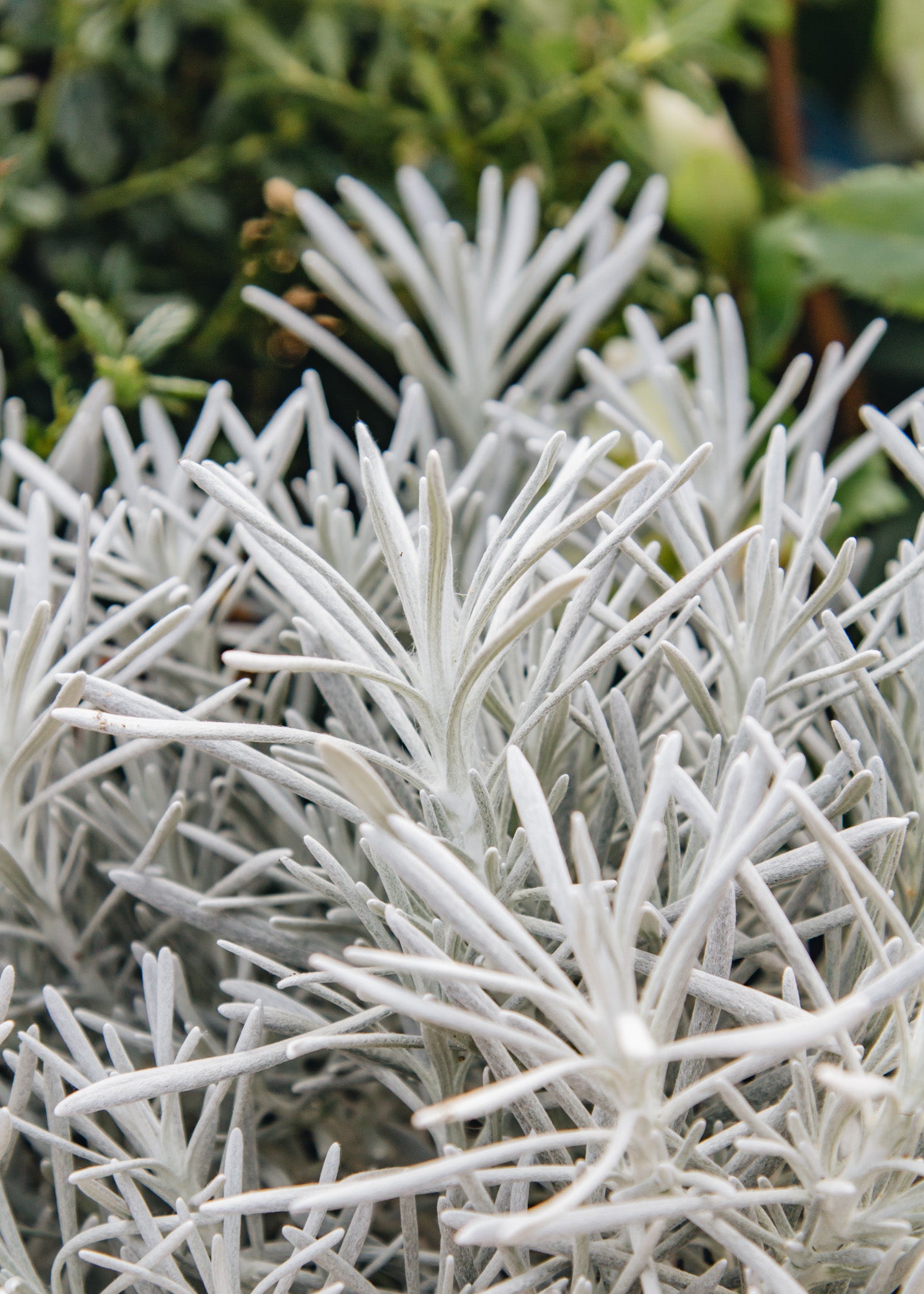 Chaenomeles Helichrysum stoechas Silver Ball, 3L