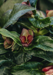 Hellebore Helleborus 'Ice Breaker Ruby', 2L