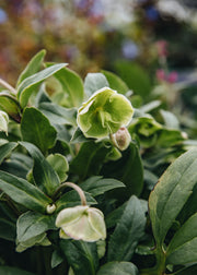 Hellebore Helleborus 'Winterbells', 2L