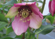 Helleborus orientalis 'Glamour Beaming Blush', 2L