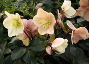 Hellebore Helleborus x ballardiae 'Cinnamon Snow', 2L