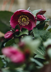 Rococo Helleborus Frostkiss Charmer, 2/3L