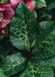 Hellebore Helleborus Frostkiss Charmer, 2/3L